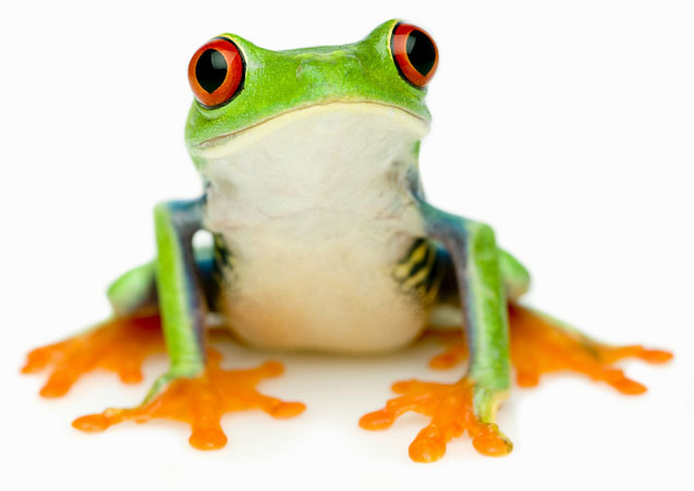 tree frog on white background