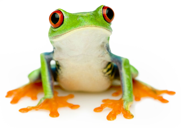 tree frog on white background